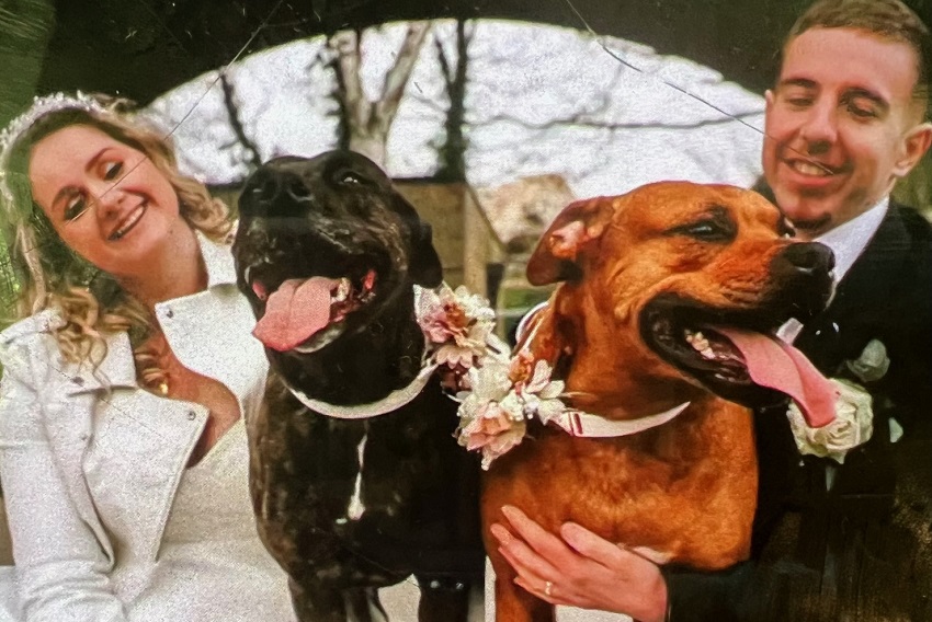 pet wedding - 2 - Copy